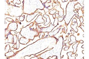 Formalin-fixed, paraffin-embedded human Placenta stained with PLAP Monoclonal Antibody (PL8-F6). (PLAP Antikörper)