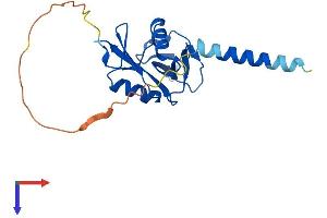 CLEC5A Protein (AA 1-190) (His tag)