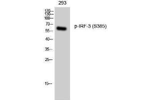 Western Blotting (WB) image for anti-Interferon Regulatory Factor 3 (IRF3) (pSer385) antibody (ABIN3173362) (IRF3 Antikörper  (pSer385))