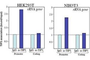 ChIP assays were performed using chromatin from HEK293T and NIH3T3 cells. (BAZ2A Antikörper)
