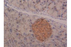 Detection of NAGa in Mouse Pancreas Tissue using Polyclonal Antibody to N-Acetylgalactosaminidase Alpha (NAGa)