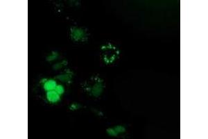 Anti-PUS7 mouse monoclonal antibody (ABIN2453554) immunofluorescent staining of COS7 cells transiently transfected by pCMV6-ENTRY PUS7 (RC203902). (PUS7 Antikörper)