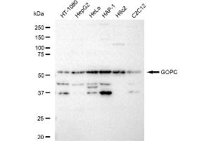 Western blotting analysis using GOPC antibody (ABIN7798796).