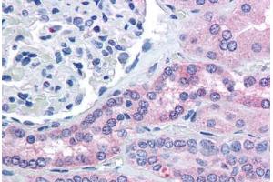 Human Kidney (formalin-fixed, paraffin-embedded) stained with RHPN2 antibody ABIN294091 at 5 ug/ml followed by biotinylated anti-goat IgG secondary antibody ABIN481715, alkaline phosphatase-streptavidin and chromogen. (RHPN2 Antikörper  (AA 645-655))