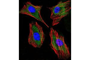 Immunofluorescent analysis of 4% paraformaldehyde-fixed, 0. (Lactoferrin Antikörper)
