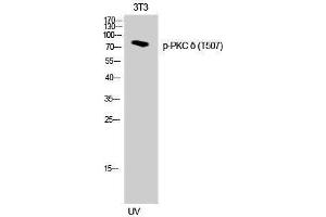 Western Blotting (WB) image for anti-Protein Kinase C, delta (PKCd) (pThr507) antibody (ABIN3179492) (PKC delta Antikörper  (pThr507))