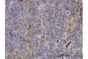 Image no. 3 for anti-Gardner-Rasheed Feline Sarcoma Viral (V-Fgr) Oncogene Homolog (FGR) (AA 1-90) antibody (ABIN598684) (Fgr Antikörper  (AA 1-90))
