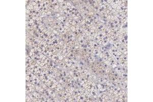 Immunohistochemical staining of human adrenal gland with TBC1D22A polyclonal antibody  shows moderate cytoplasmic and membranous positivity in cortical cells. (TBC1D22A Antikörper)