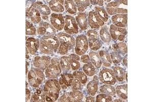 Immunohistochemical staining of human stomach with SCUBE1 polyclonal antibody  shows cytoplasmic positivity in glandular cells at 1:20-1:50 dilution. (SCUBE1 Antikörper)