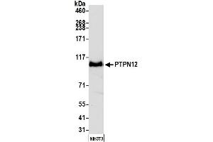 Western Blotting (WB) image for anti-Protein Tyrosine Phosphatase G1 (PTPN12) (AA 499-780) antibody (ABIN7453983) (Rekombinanter PTPN12 Antikörper  (AA 499-780))