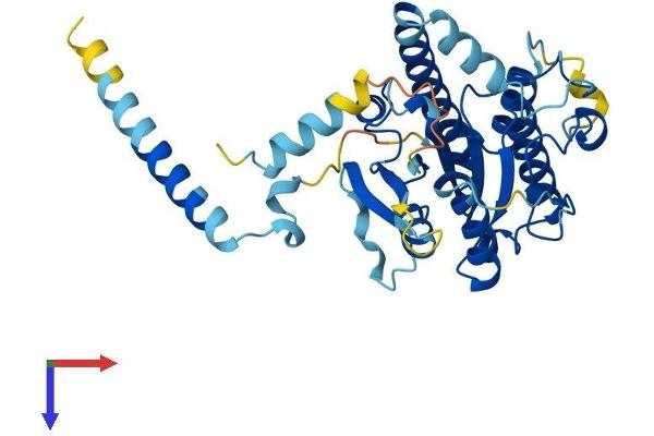 DYNC2LI1 Protein (AA 1-351) (His tag)