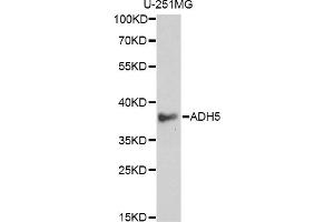 Western blot analysis of extracts of U-251MG cells, using ADH5 antibody (ABIN6292597) at 1:1000 dilution. (ADH5 Antikörper)