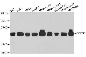 COPS8 Antikörper  (AA 1-209)