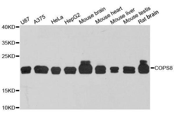 COPS8 Antikörper  (AA 1-209)