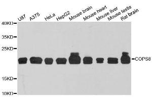 Western blot analysis of extracts of various cell lines, using COPS8 antibody. (COPS8 Antikörper  (AA 1-209))