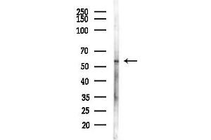 anti-HMG Box-Containing Protein 1 (HBP1) (pSer402) antibody