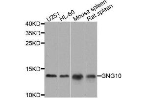 Western blot analysis of extracts of various cell lines, using GNG10 antibody. (GNG10 Antikörper  (AA 1-68))