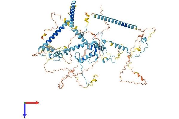 SART1 Protein (AA 1-800) (His tag)