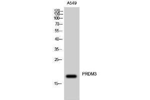 Western Blotting (WB) image for anti-MDS1 and EVI1 Complex Locus (MECOM) (N-Term) antibody (ABIN3186554) (MECOM Antikörper  (N-Term))
