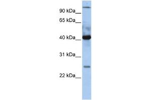 WB Suggested Anti-JUN  Antibody Titration: 0. (C-JUN Antikörper  (N-Term))