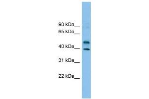 WB Suggested Anti-ZNF784 Antibody Titration: 0.