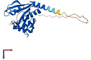 NAA11 Protein (AA 1-218) (His tag)