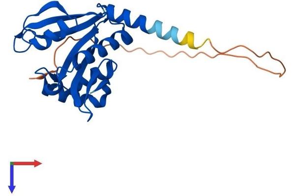 NAA11 Protein (AA 1-218) (His tag)