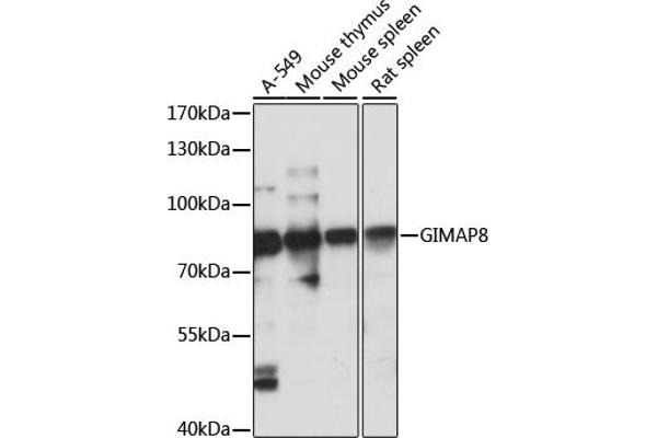 GIMAP8 Antikörper  (AA 1-300)