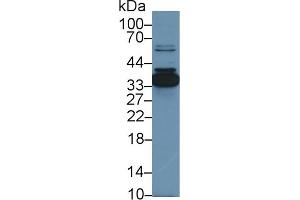 Detection of ANXA4 in Porcine Small intestine lysate using Polyclonal Antibody to Annexin A4 (ANXA4) (Annexin IV Antikörper  (AA 3-151))