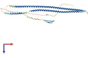 Keratin 36 Protein (KRT36) (AA 1-473) (His tag)