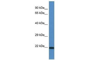 Western Blot showing Tmem147 antibody used at a concentration of 1. (TMEM147 Antikörper  (N-Term))