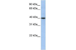 WB Suggested Anti-PELI3 Antibody Titration: 0. (Pellino 3 Antikörper  (N-Term))