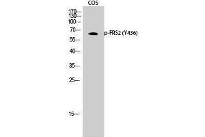 Western Blotting (WB) image for anti-Fibroblast Growth Factor Receptor Substrate 2 (FRS2) (pTyr436) antibody (ABIN3182684) (FRS2 Antikörper  (pTyr436))