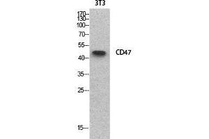Western Blot (WB) analysis of NIH-3T3 cells using CD47 Polyclonal Antibody. (CD47 Antikörper  (Internal Region))