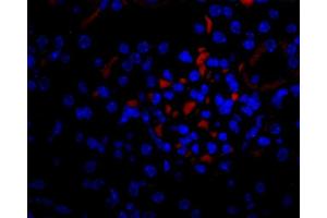 Immunofluorescence (IF) image for anti-Vascular Endothelial Growth Factor (VEGF) antibody (Biotin) (ABIN2477086)