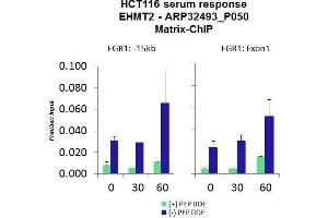 Quiescent human colon carcinoma HCT116 cultures were treated with 10% FBS for three time points (0, 15, 30min) or (0, 30, 60min) were used in Matrix-ChIP and real-time PCR assays at EGR1 gene (Exon1) and 15kb upstream site. (EHMT2 Antikörper  (N-Term))