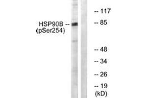 Western blot analysis of extracts from HeLa cells treated with TNF-a 10ng/ml 30', using HSP90B (Phospho-Ser254) Antibody. (HSP90AB1 Antikörper  (pSer254))