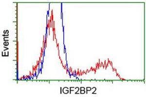 Image no. 1 for anti-Insulin-Like Growth Factor 2 mRNA Binding Protein 2 (IGF2BP2) antibody (ABIN1498823)