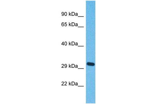 OR5J2 Antikörper  (C-Term)