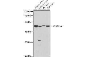 Western blot analysis of extracts of various cell lines, using DYNC1LI2 antibody (ABIN7266863) at 1:1000 dilution. (DYNC1LI2 Antikörper)