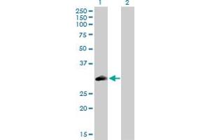 Western Blot analysis of PLSCR3 expression in transfected 293T cell line by PLSCR3 MaxPab polyclonal antibody. (PLSCR3 Antikörper  (AA 1-295))