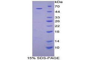 SDS-PAGE analysis of Dog TGM1 Protein. (TGM1 Protein)