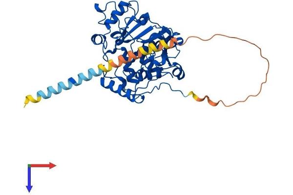 ST6GAL1 Protein (AA 1-406) (His tag)