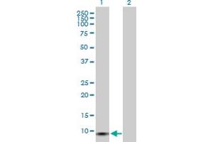 Western Blot analysis of GCHFR expression in transfected 293T cell line by GCHFR MaxPab polyclonal antibody. (GCHFR Antikörper  (AA 1-84))