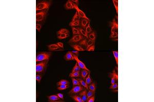 Immunofluorescence analysis of U2OS cells using Alpha-tubulin (ubiquitous) chain antibody (ABIN7271033) at dilution of 1:100. (TUBA1B Antikörper  (AA 1-451))