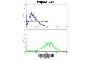 Flow cytometric analysis of HepG2 cells using SIL1 Antibody (bottom histogram) compared to a negative control cell (top histogram). (SIL1 Antikörper  (AA 99-126))
