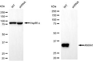Western blotting analysis using annexin A1 antibody (ABIN7797612). (Annexin a1 Antikörper)