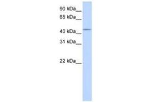 Image no. 1 for anti-Sparc/osteonectin, Cwcv and Kazal-Like Domains Proteoglycan (Testican) 3 (SPOCK3) (AA 180-229) antibody (ABIN6740916) (SPOCK3 Antikörper  (AA 180-229))