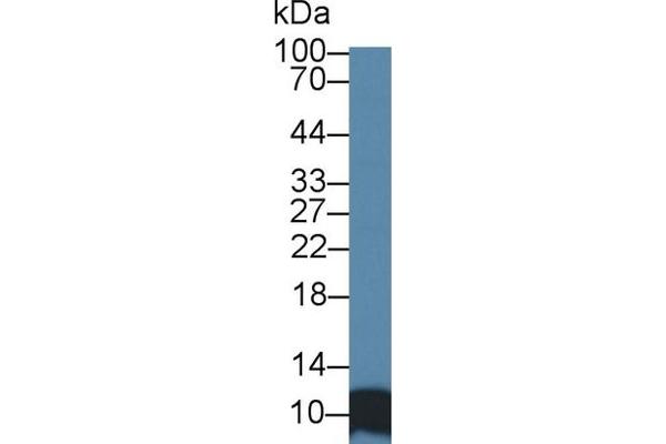 SRP9 Antikörper  (AA 2-86)