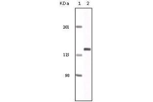 Western Blot showing EphA2 antibody used against NIH/3T3 cell lysate.